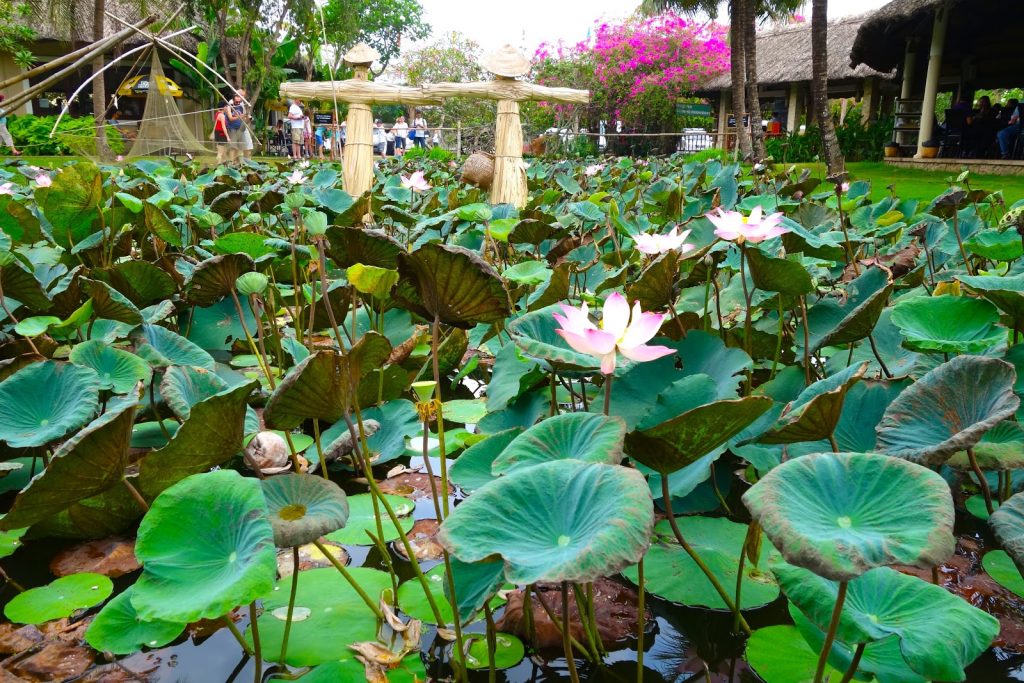 Lotus Pond Beautiful As West Lake In Saigon Vietnam Discovery Travel
